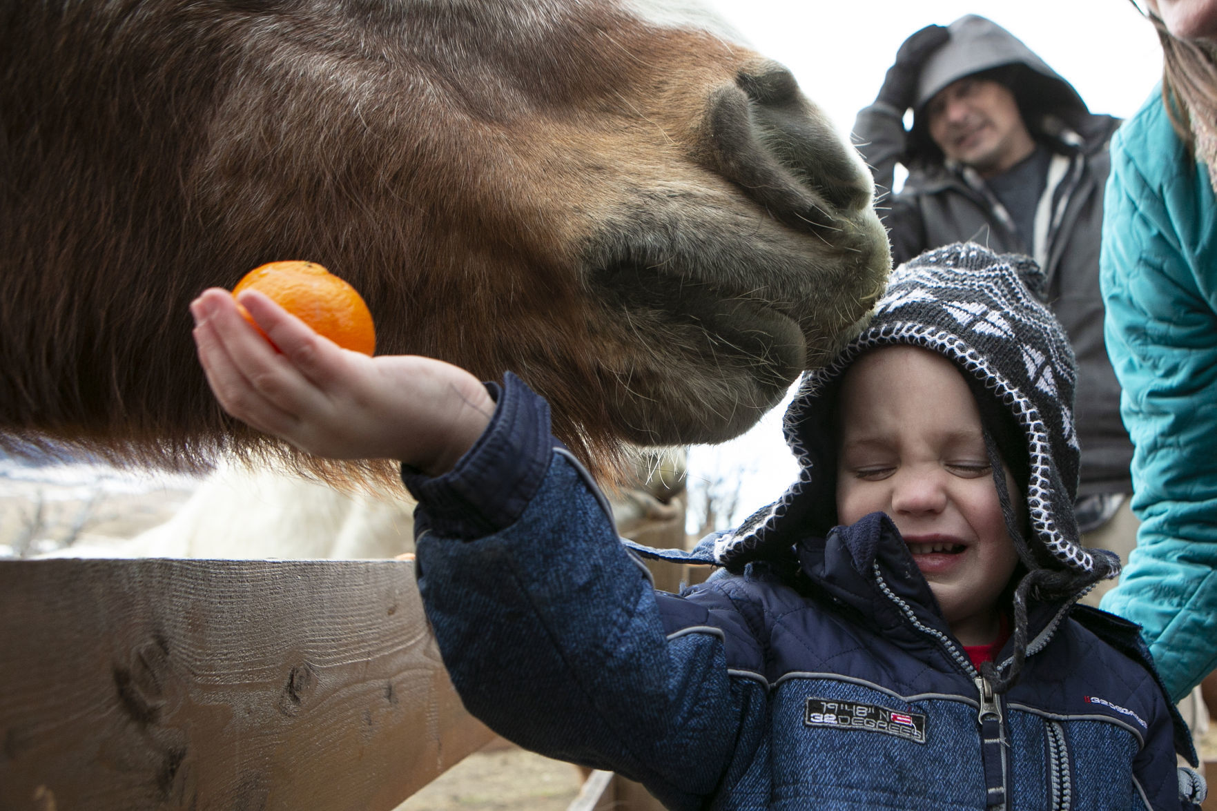 Exchange Draft Horse Sanctuary